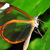 A Butterlfy