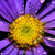 A flower