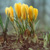 Flowers...